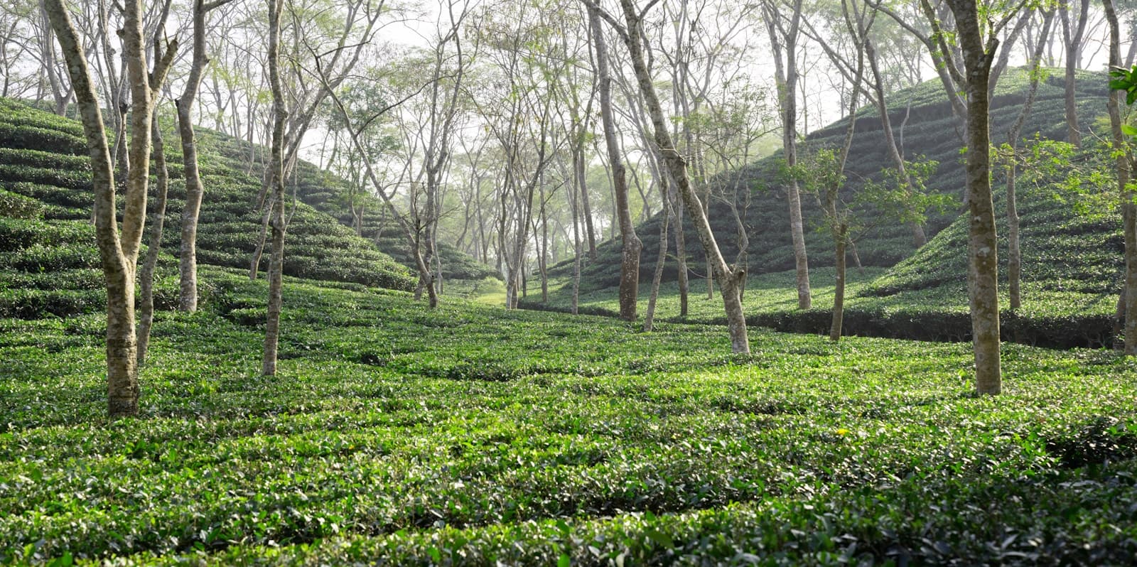 A tea garden under trees near Sylhet